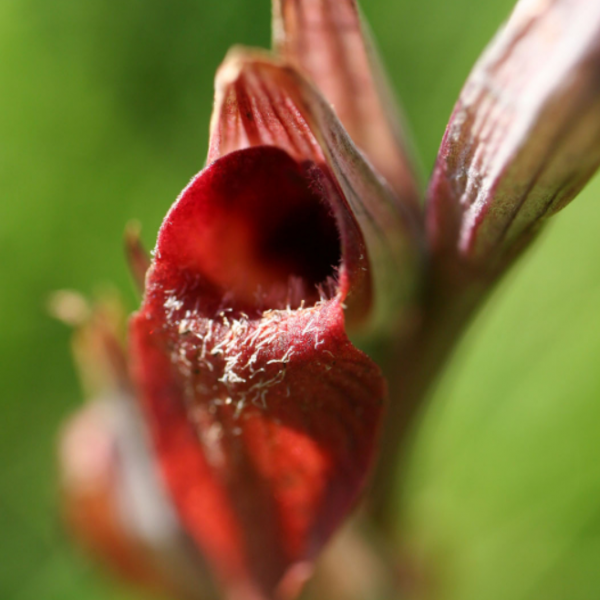 Serapia vomeracea